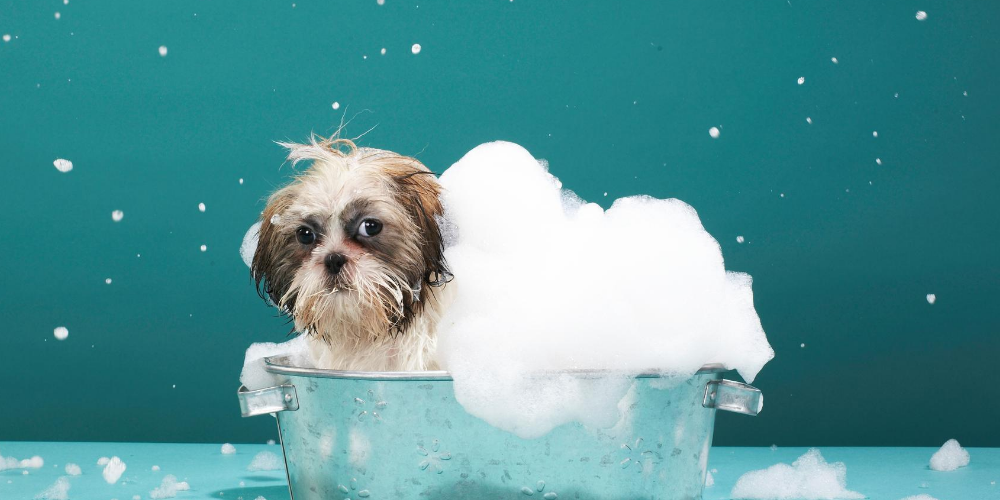 ¿Por qué mi perro se rasca, pierde cabello y/o huele mal?