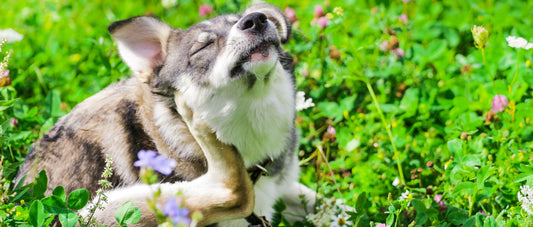 ¿Por qué mi perro se rasca constantemente?