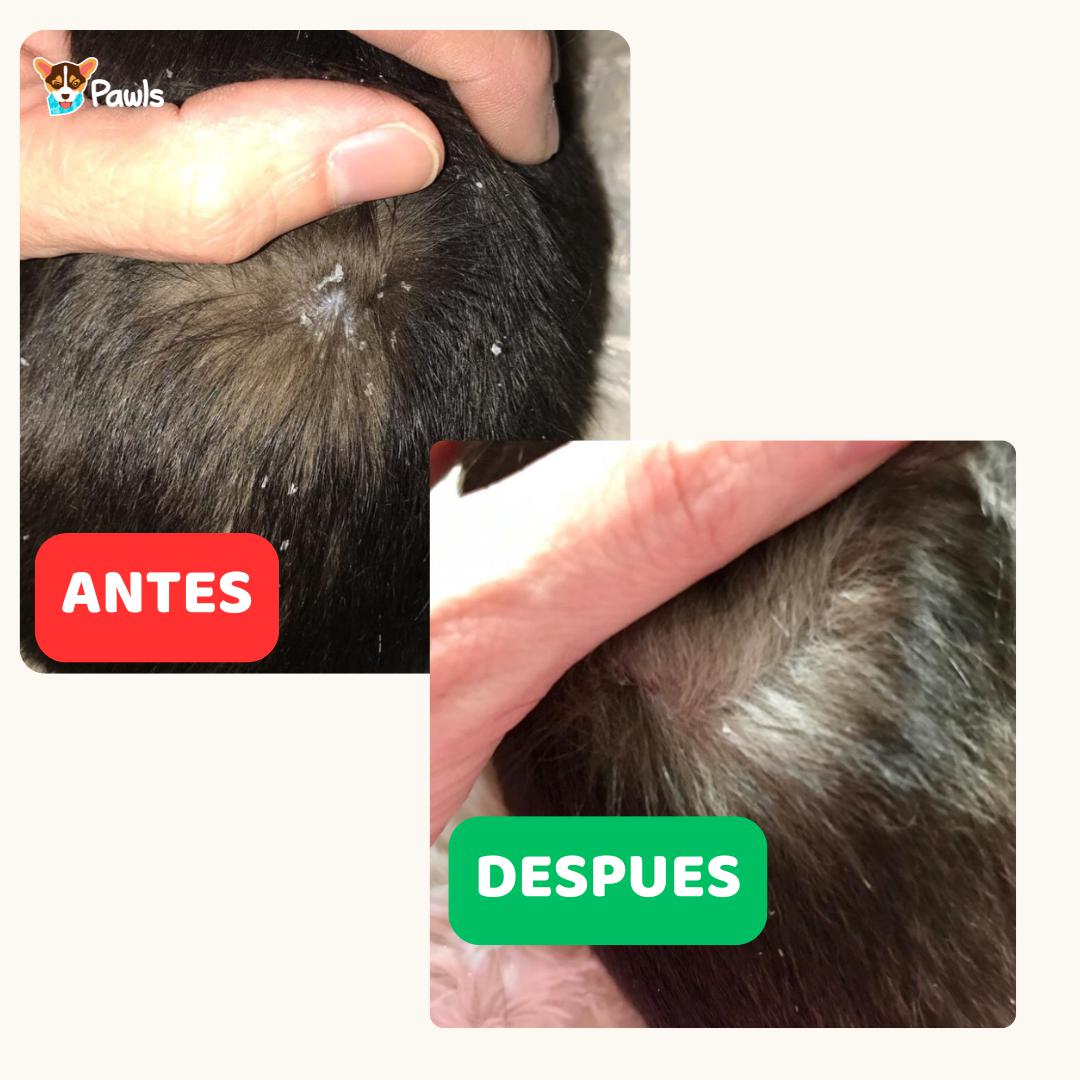 Champú Medicado Antiparasitario & Antiseborreico