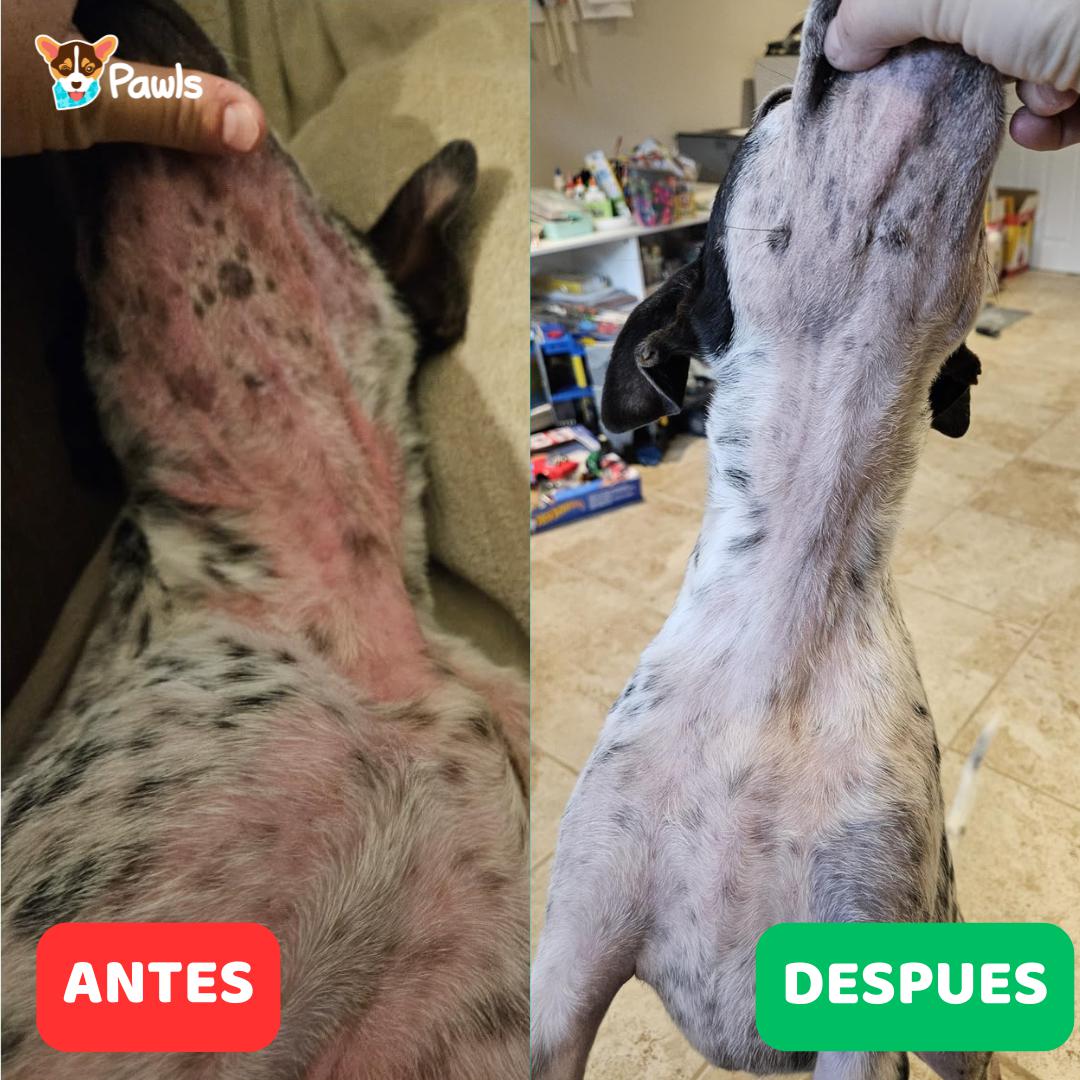 Champú Piel & Pelaje