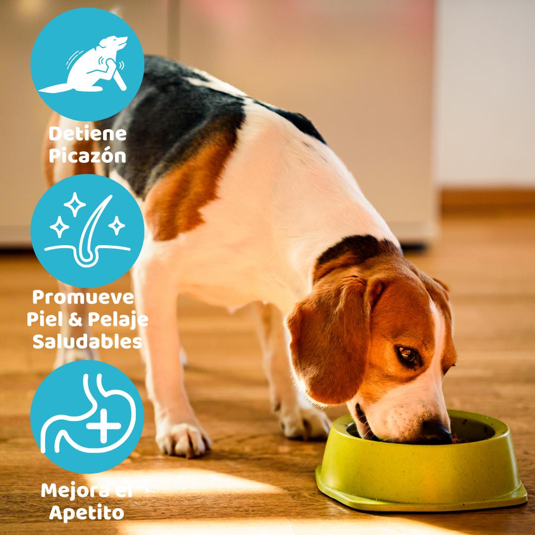 Holistic Dry Dog Food